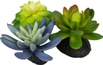 Blue & Green Succulents